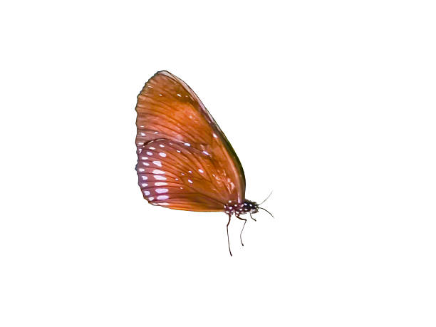 Close-up image of a Butterfly on a flower