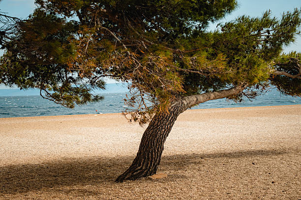 A leaning tree stands on the sandy beach by the water. The gentle waves lap at the shore under a clear sky. The scene captures the peaceful atmosphere of a coastal day.