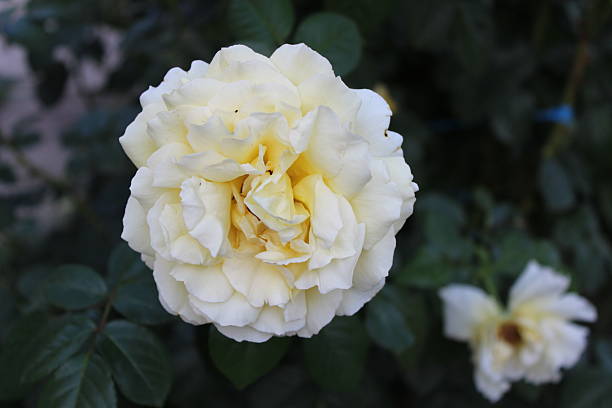 istock Close-up of a Delicate Yellow Rose in Bloom 2249434022