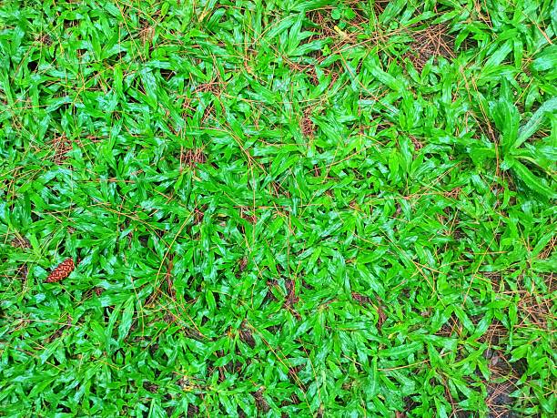 Close-up of dense green ground cover plants forming a lush natural carpet. Perfect for nature backgrounds, botanical textures, and environmental visuals.