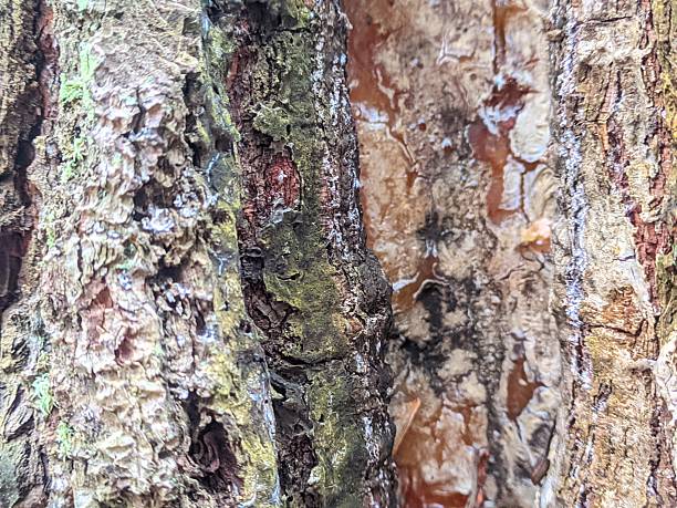 Detailed close-up of pine tree bark featuring natural patterns and resin deposits. Perfect for textures, nature elements, and organic material references.
