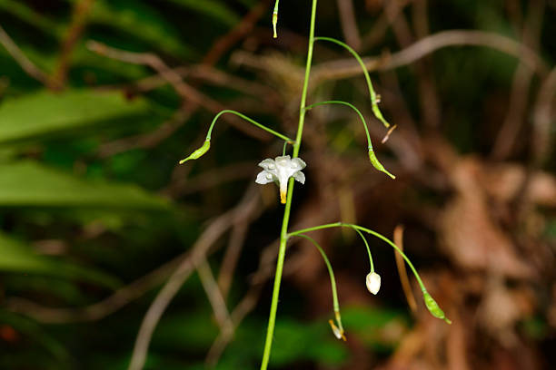 istock Inside-out Flower_Macro_DNR_Margaret McKenny Campground 2249439716