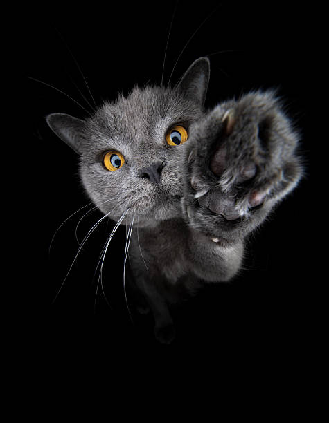 istock playful british shorthair cat raising paw 2249443123