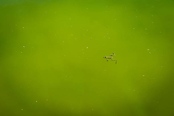 A frog swims through murky green pond water, limbs extended, surrounded by floating debris and natural aquatic particles