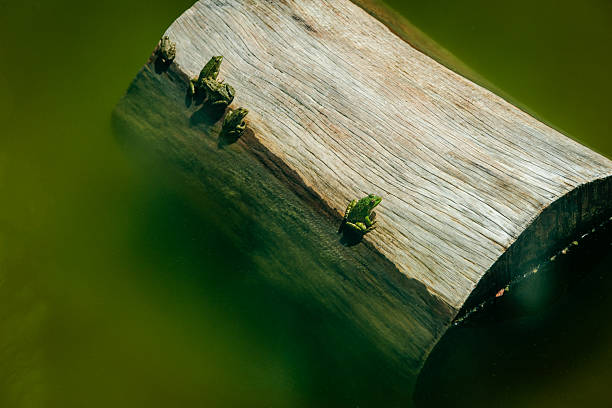 Mediterranean tree frog (Hyla meridionalis)