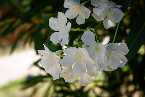 White oleander flowers in full bloom dominate the frame, surrounded by lush green leaves and softly lit petals