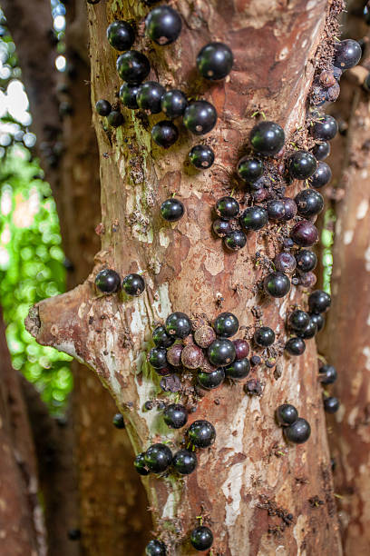 istock Harvest of Ripe Jabuticaba on the Trunk 2249446474