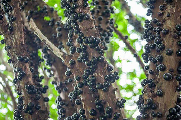 istock Exotic Richness: Jabuticaba Trunk Loaded with Fruits 2249446492