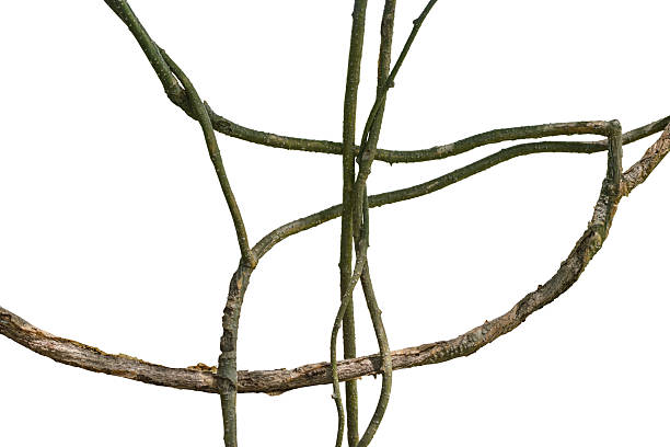 Twisted liana, Vine isolated on white background. Clipping path