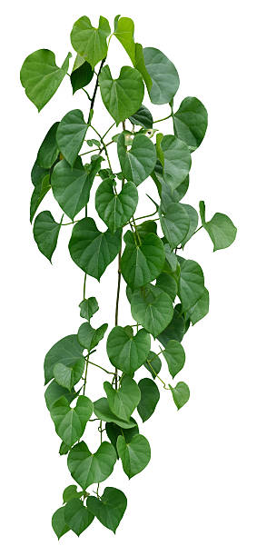 istock vine plant climbing isolated on white background. Clipping path 2249447876