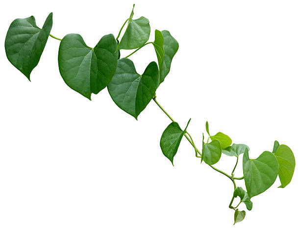 istock vine plant climbing isolated on white background. Clipping path 2249447884