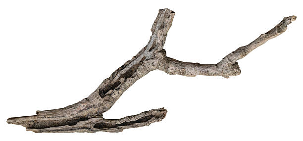 istock Twig branches, Dry wooden isolated on white background. Clipping path included. 2249447897