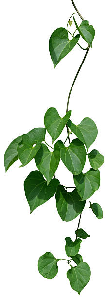 istock vine plant climbing isolated on white background. Clipping path 2249447909