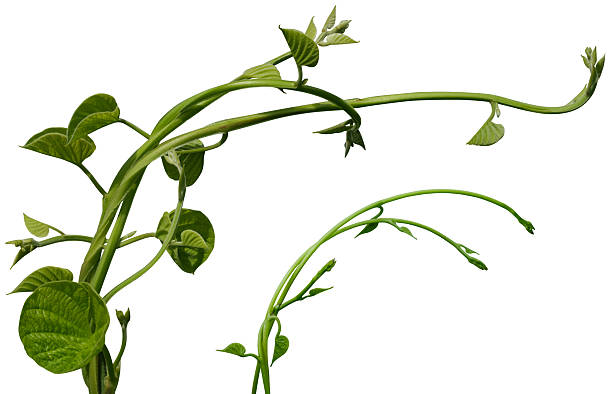 istock vine plant climbing isolated on white background. Clipping path 2249447934