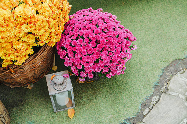 beautiful flowers end of summer, for background