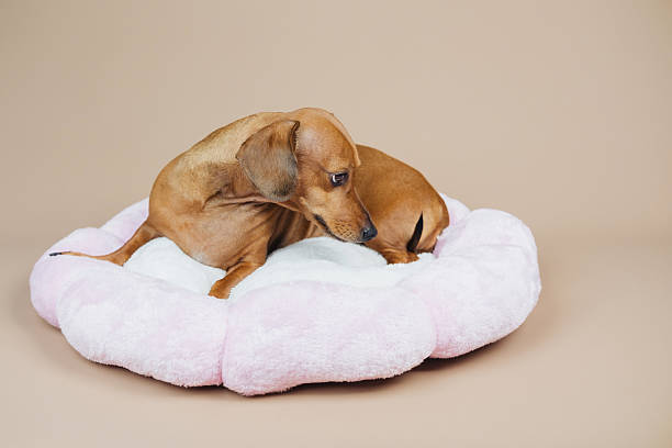 istock Brown dog resting comfortably in soft pink pet bed against plain background. 2249448258