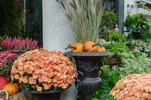 istock Autumn garden display with Mums, Pumpkins and ornamental grasses 2249448366