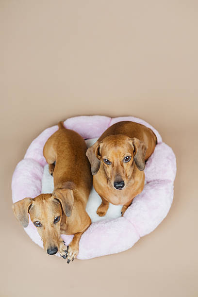 istock Two dachshund dogs rest together in a soft pink bed on a plain tan background. 2249448388