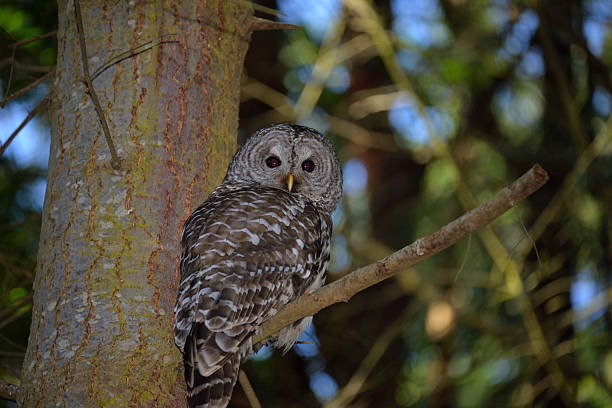 istock Barred Owl at Fort Worden WA. 2249453072