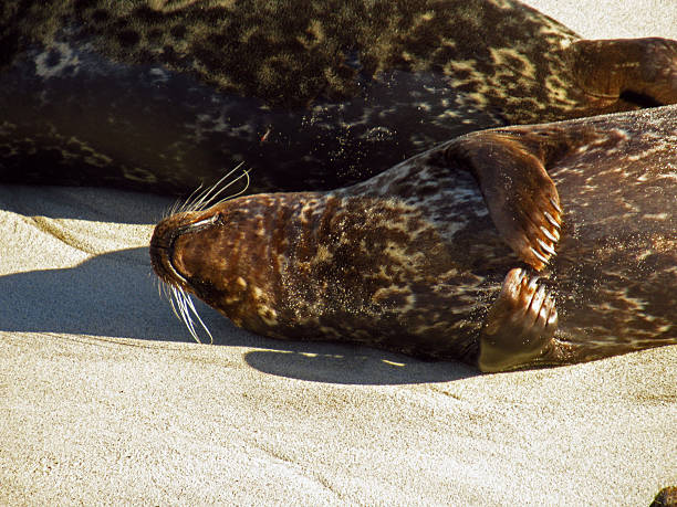 Cute Seal Napping with Flippers and Whiskers