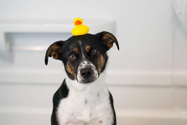 Cute little mixed breed pet dog with black, white and brown fur is sitting in the bathtub of a bathroom with a yellow rubber duck balancing on her head as she is patiently posing and looking at the camera.