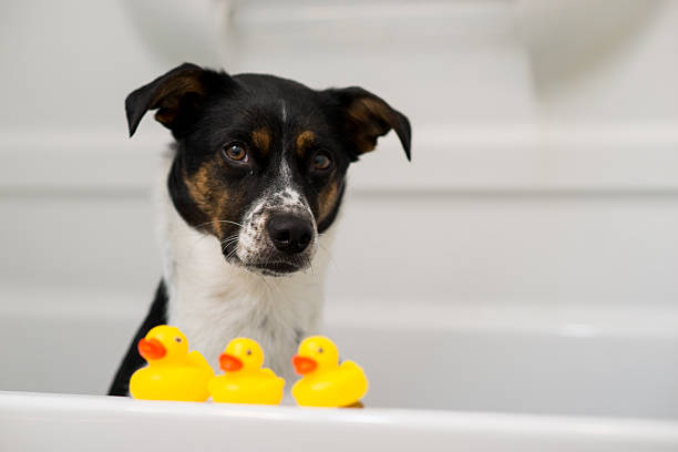 Cute little mixed breed dog with black and white fur is sitting patiently and obediently in the bathtub with 3 yellow rubber ducks lined up in front of her.