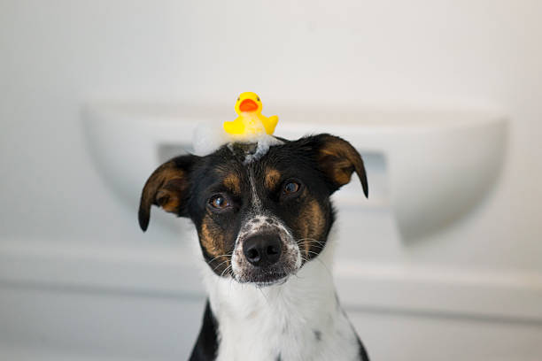 Cute little mixed breed pet dog with black, white and brown fur is sitting in the bathtub of a bathroom with a yellow rubber duck balancing on her head and bubbles as she is patiently posing and looking at the camera.