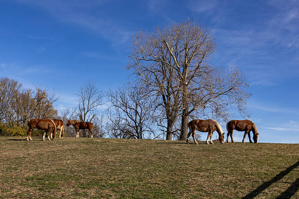 Horses on the hill top