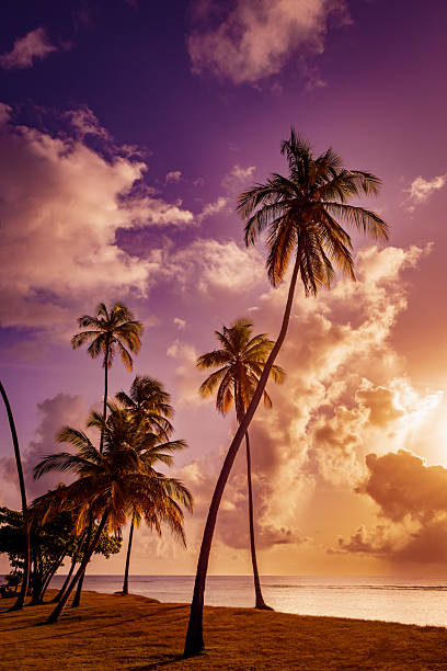 Silhouetted palm trees stand tall against a vivid tropical sky, glowing with purple, orange, and pink sunset hues
