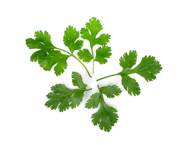 istock coriander leaves isolated on white background, top view 2249466243