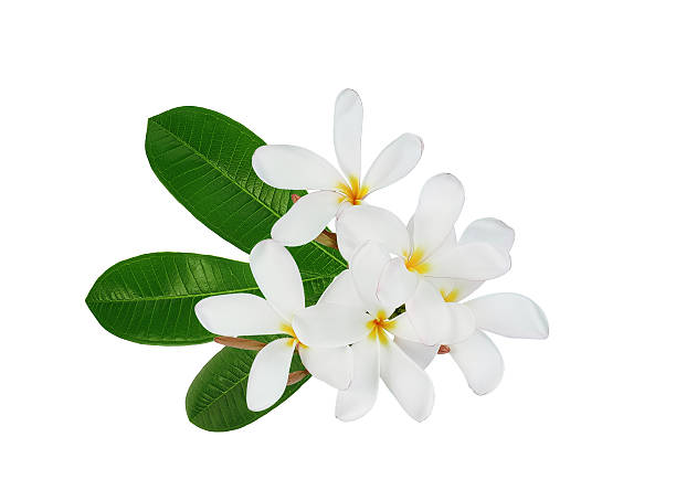 istock frangipani flower with leaf isolated on white background 2249466352