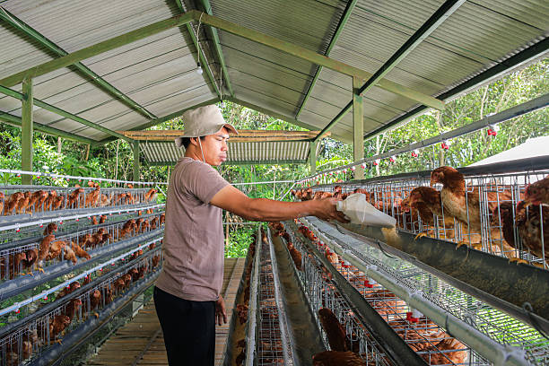 istock Chicken Feeding at Poultry Farm 2249468033