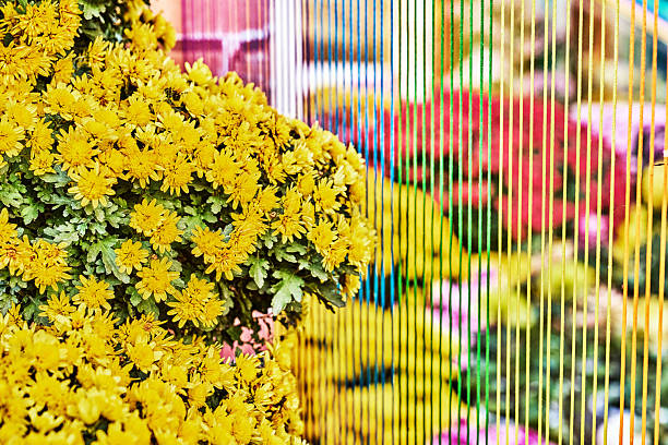 Little Yellow Flower
