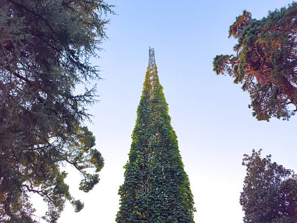 Lightning Rod Tower Overgrown with Vine Plant Against a Blue Sky Background