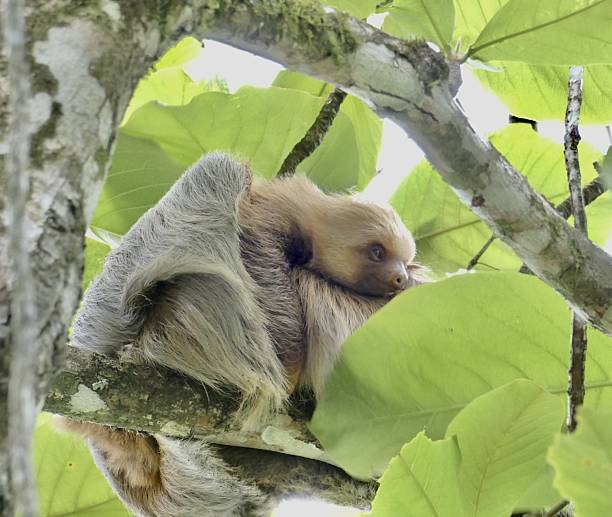 The image shows a baby three-toed sloth resting on its mother sloth in a lush, tropical forest setting. The sloths are nestled among large green leaves, surrounded by other branches and foliage.