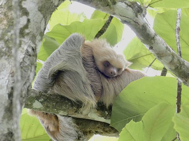 Portrait of Linnaeus's two-toed sloth hanging upside down on a tree. This species is also known as southern two-toed sloth or Linne's two-toed sloth and inhabits the tropical forests of Venezuela, Suriname, Guyana, French Guiana, Colombia, Ecuador, Peru, and Brazil.