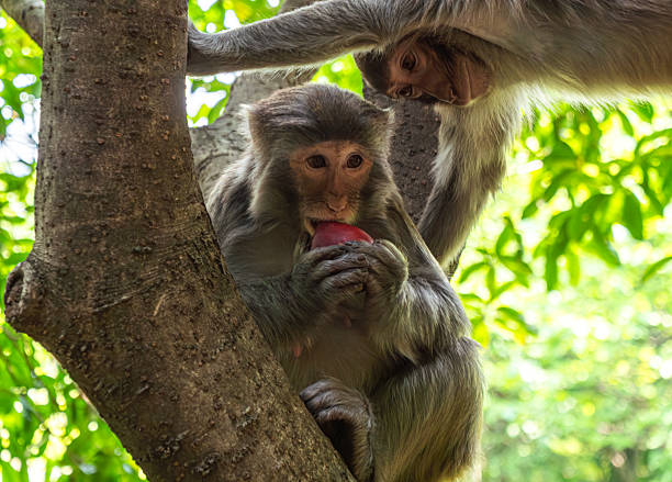 Monkeys are an important part of Bali island life. There are many wild monkeys living in the streets of Bali Island, Uluwatu - Indonesia.