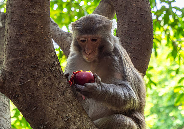 Monkey sitting in a tree enjoying a piece of fruit on a sunny day in a lush forest.
