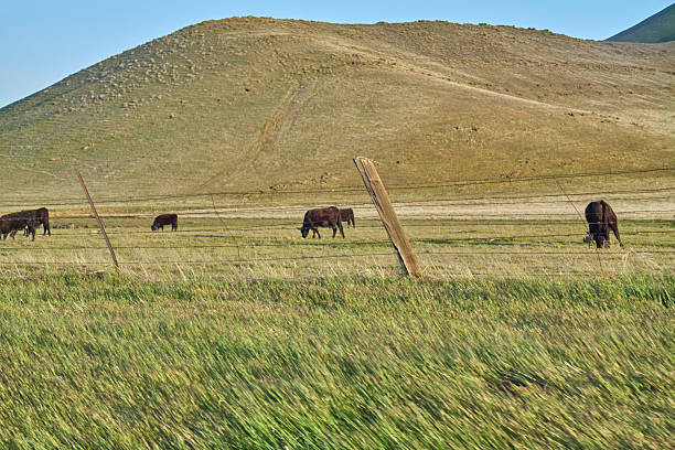 istock Cattle in California Farmland 2249470588