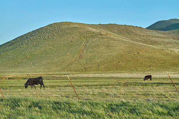 istock Cattle in California Farmland 2249470590