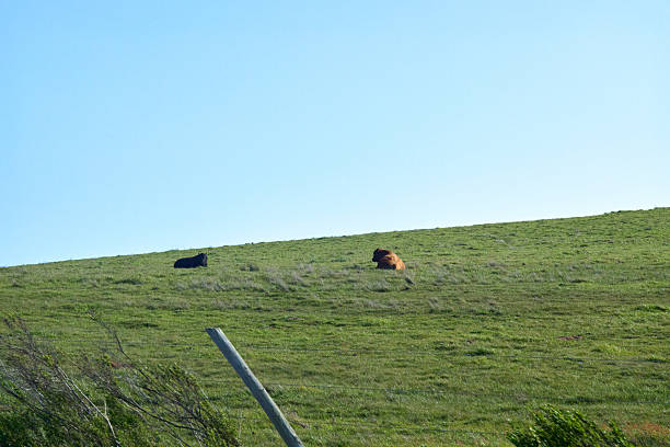istock Cattle farmland by the sea 2249471857