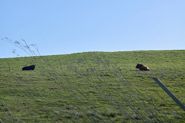 Cattle farmland by the sea