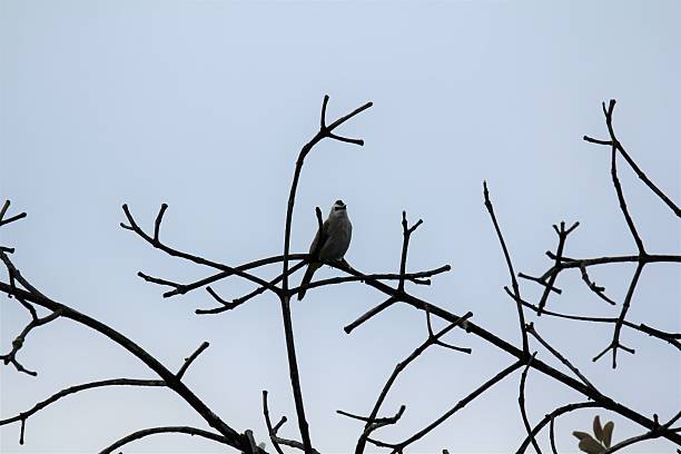 istock Beautiful little bird on tree branch 2249473964