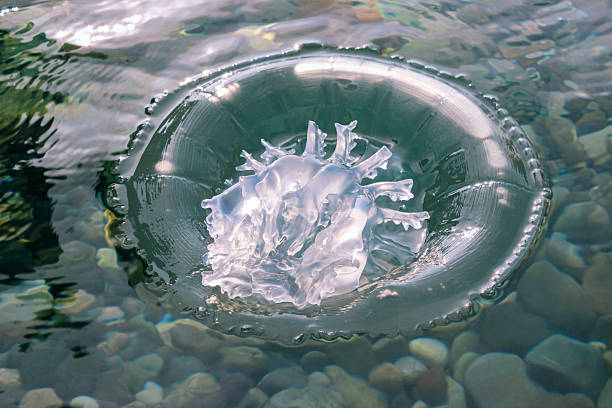 istock Transparent jellyfish in clear water creating a smooth organic shape with soft light reflections 2249474948
