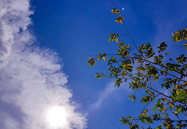 Blue sky with glowing sunlight near drifting clouds and a tree branch on the side, providing a lively nature scene suitable for outdoor, seasonal, and fresh mood visuals.