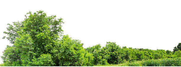 istock Forest and foliage in summer with cut path and channel, high resolution. 2249479384