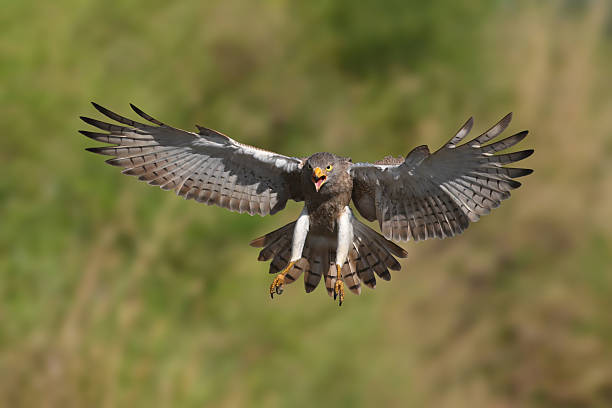 istock Rufous-winged Buzzard is a striking raptor recognized by its vivid red wings and swift, powerful flight 2249479635