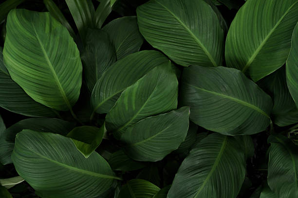 istock abstract green leaf texture, tropical leaf foliage nature dark green background 2249480008