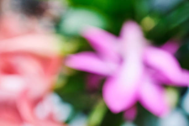 Blurred flowers creating an abstract colorful background with soft focus