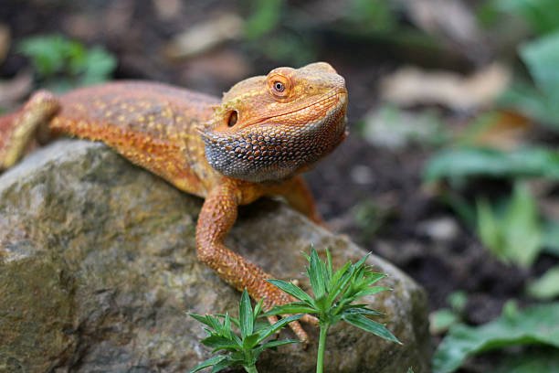 istock Bearded dragon lizard on Natural Habitat 2249481636